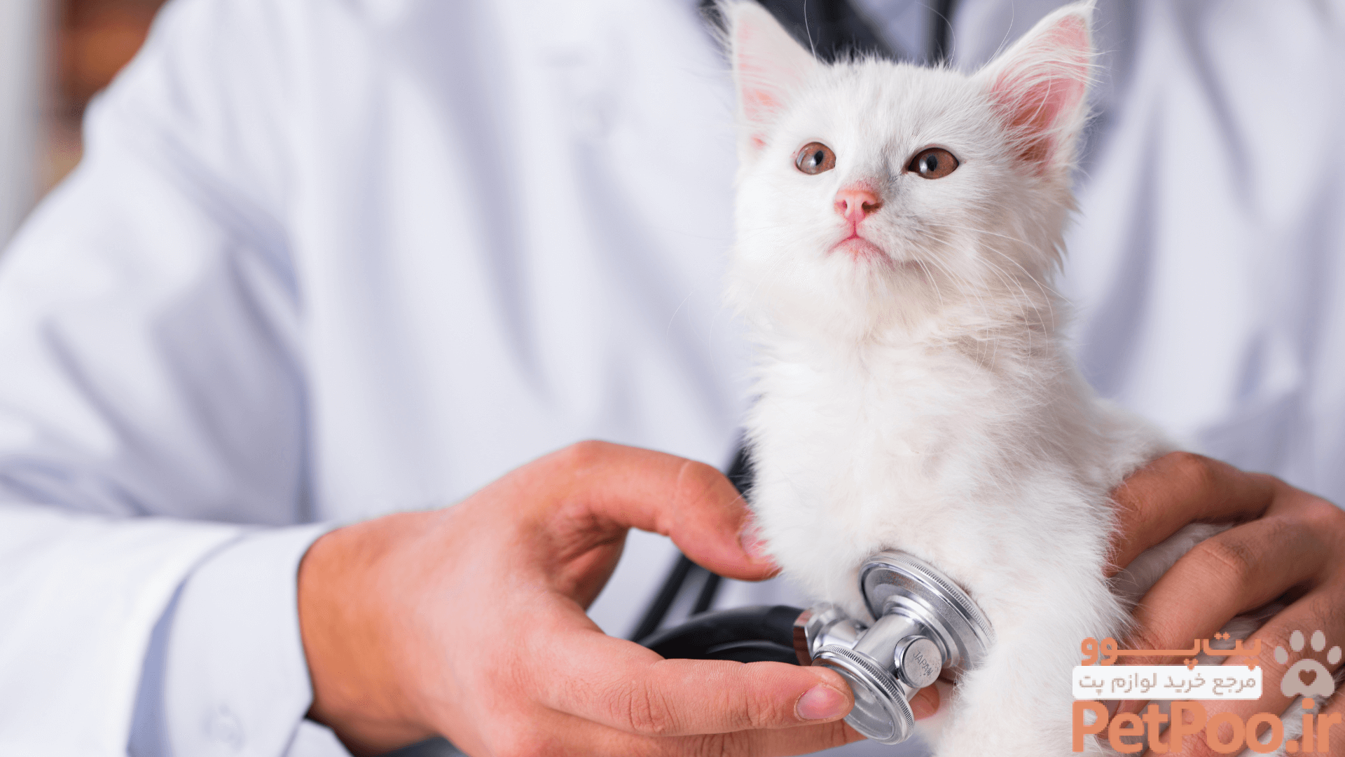 دستگاه های مورد نیاز در یک دامپزشکی چیست؟ 4 Aston, PA 19014 Veterinary Services | Pennell Vet Clinic