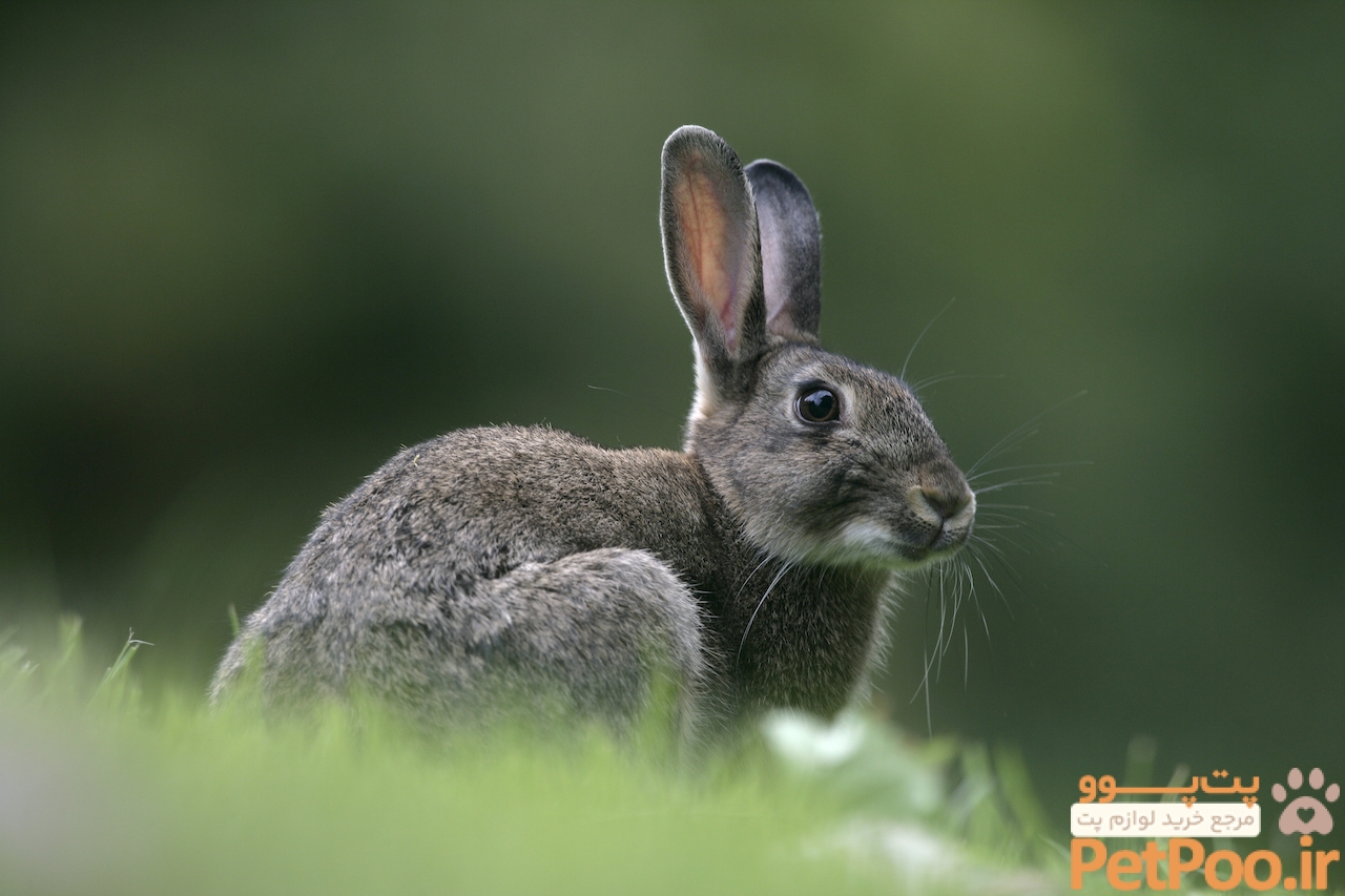 Rabbits: Habits, diet & other facts | Live Science