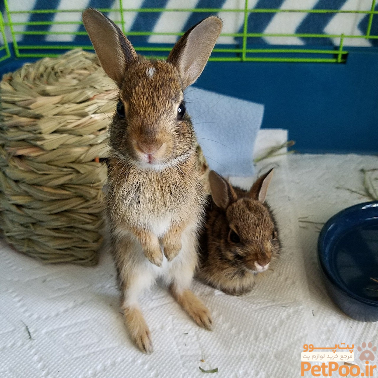 از کجا بفهمیم خرگوش چند ماهه است؟ راهنمای تشخیص سن 2 It's Baby Rabbit Season, Wildlife Experts Say 'Check Your Backyard' - CT Examiner