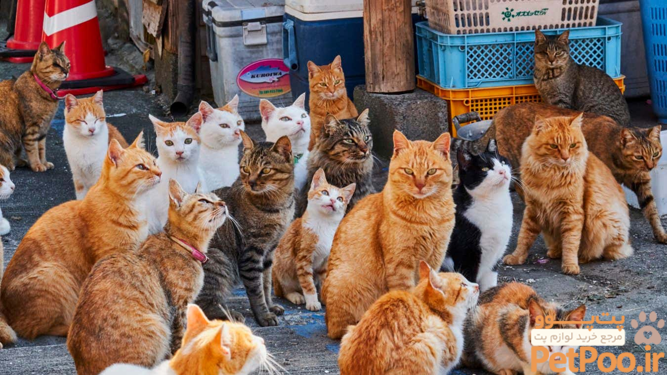 چگونه از بارداری گربه جلوگیری کنیم؟ 2 One-off injection may provide lifetime contraception for female cats | New Scientist