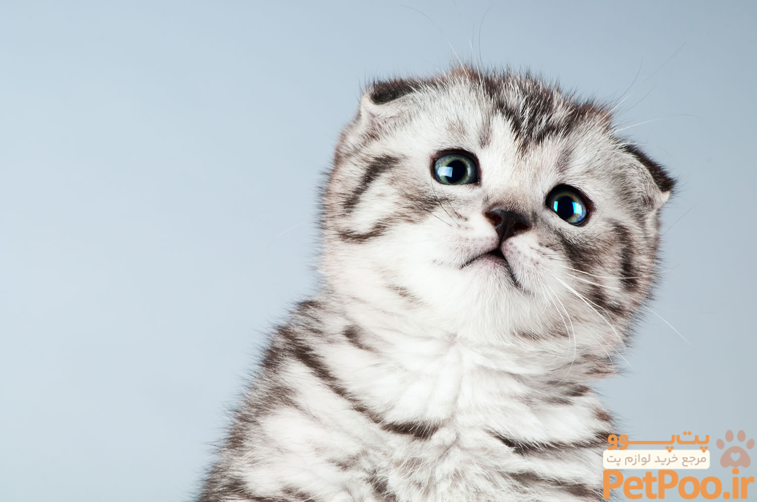 معرفی کامل نژاد گربه اسکاتیش | نقد، بررسی و مقایسه | پت بان