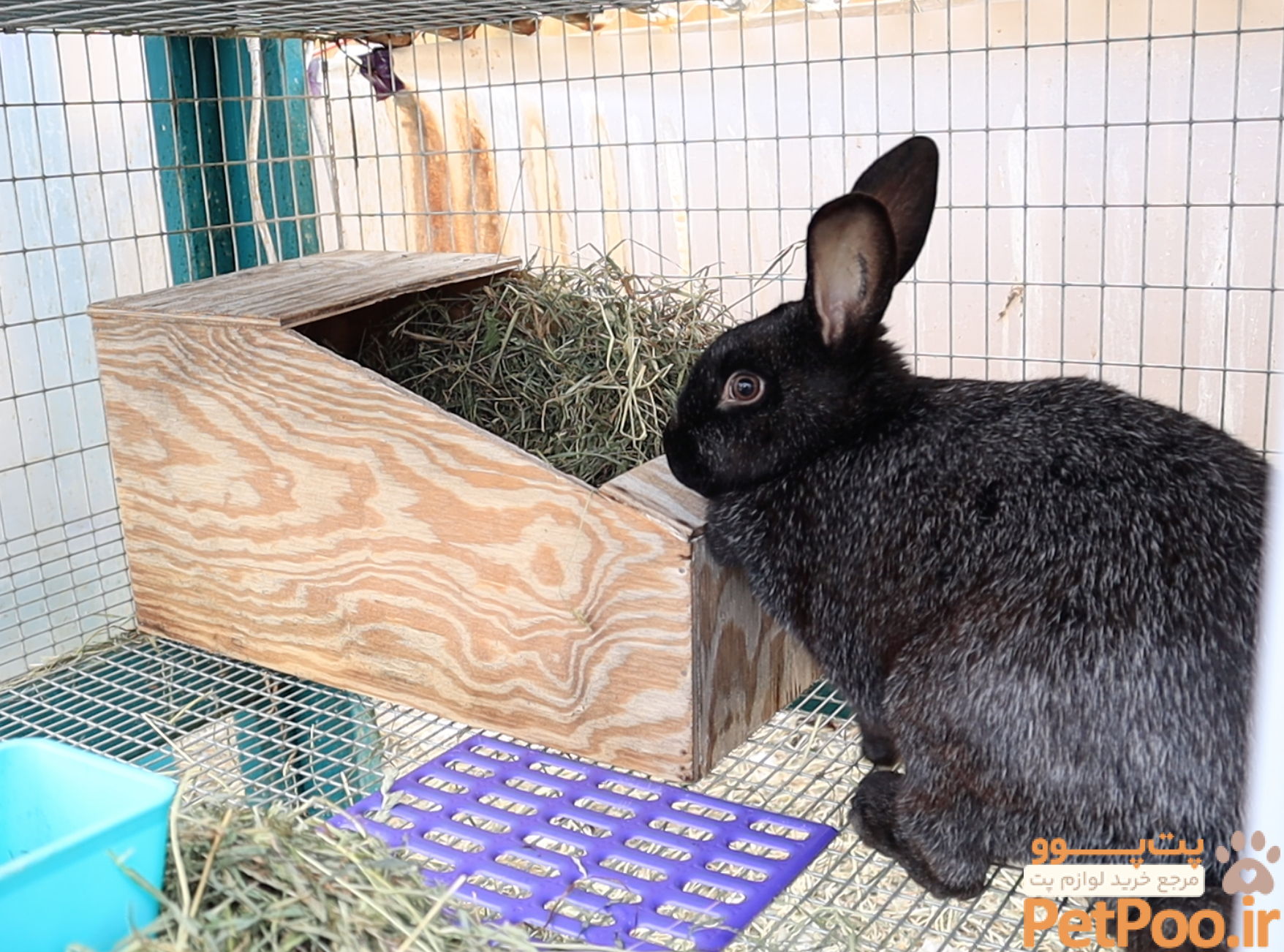 Part Two: Rabbit Pregnancy & Birth — Teal Stone Homestead