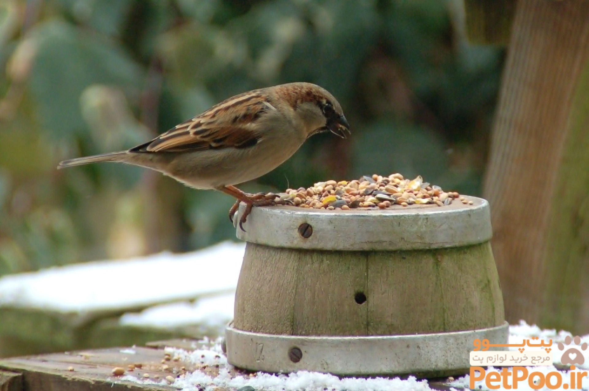 Eating Like a Bird: What They Crave and Other Fun Feeding Facts – Chirp Nature Center