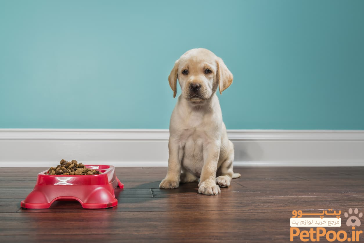 Why is My Puppy Not Eating? - Nom Nom