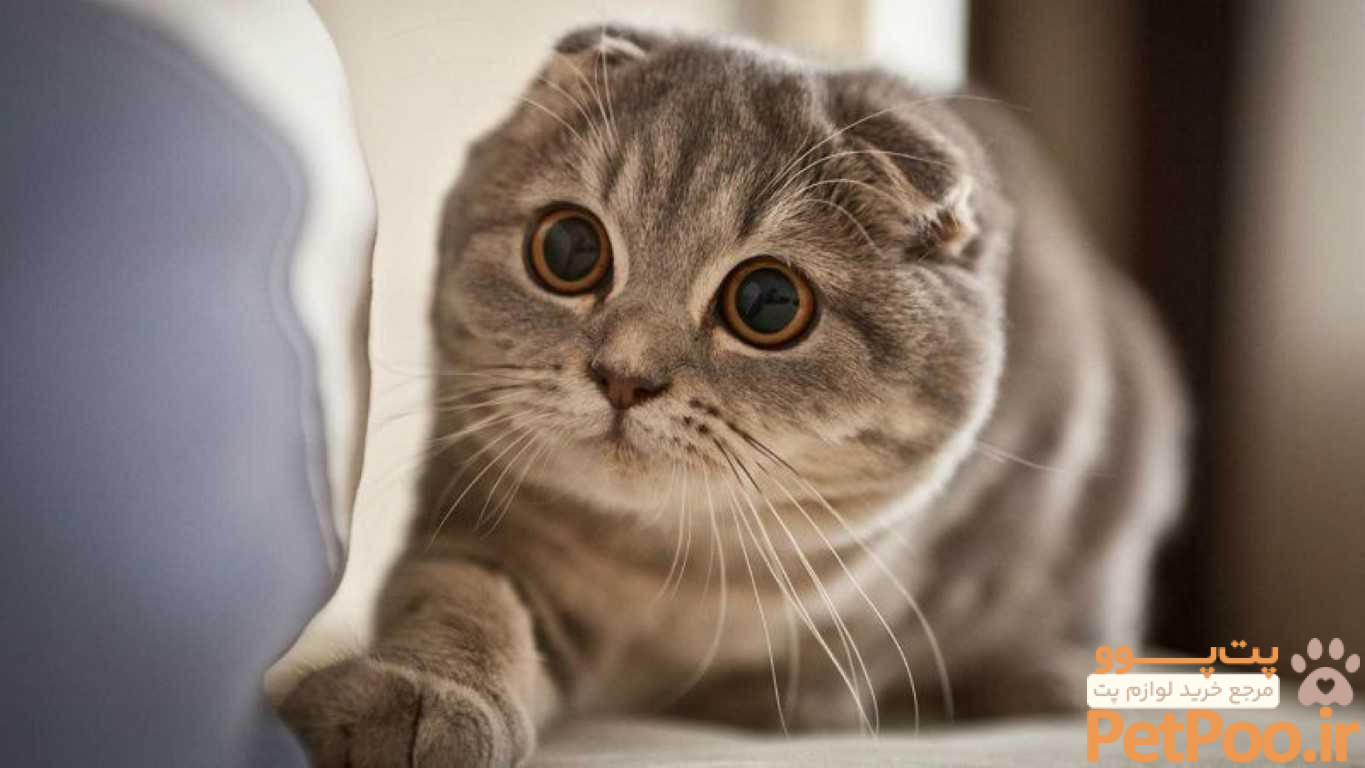 معرفی کامل نژاد گربه اسکاتیش | نقد، بررسی و مقایسه | پت بان