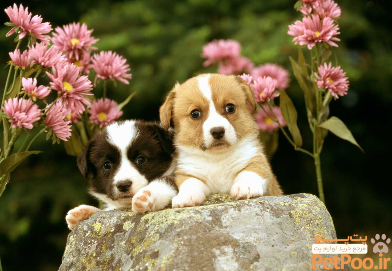 همه چیز درباره غذای توله سگ + باید ها و نباید ها