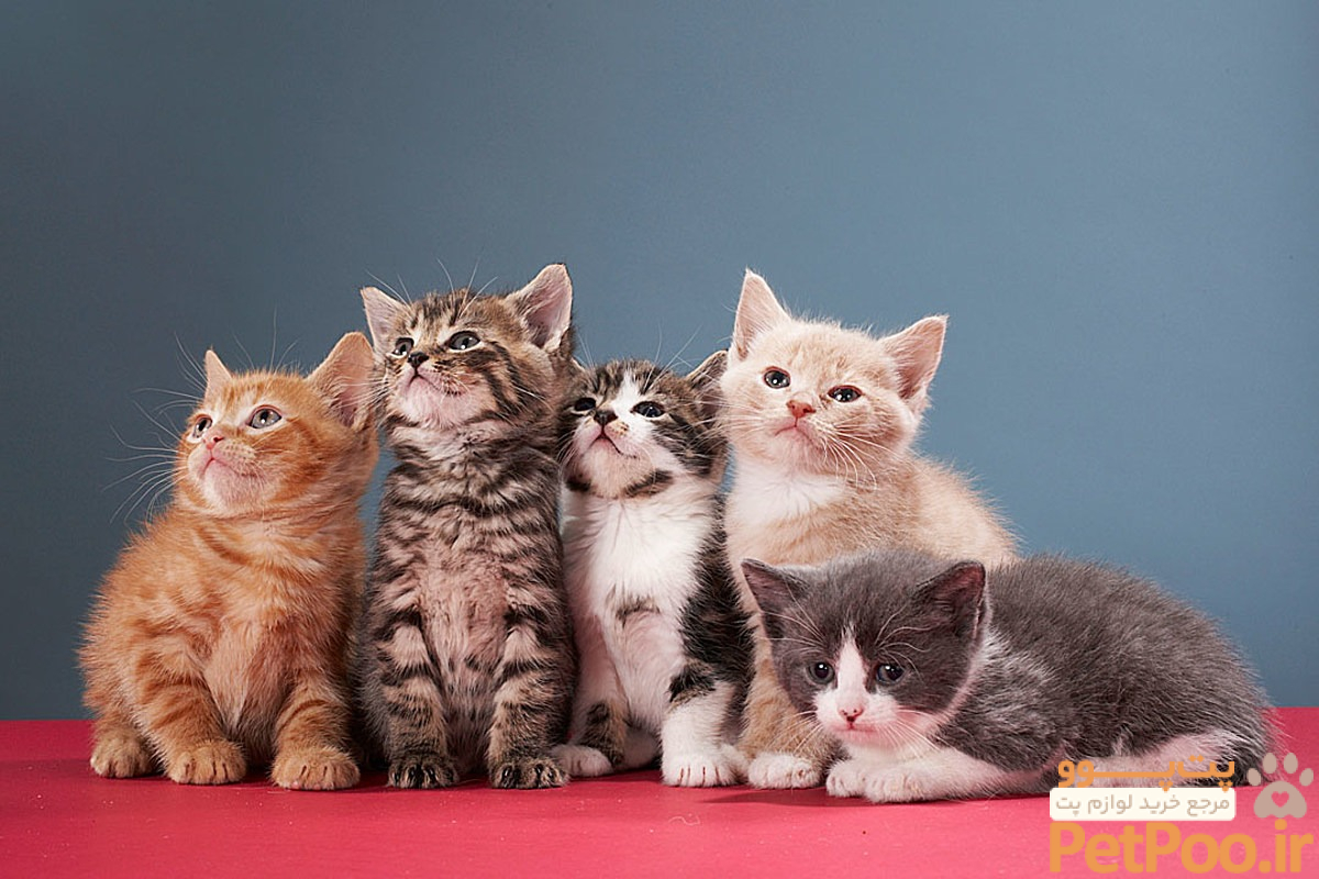 از کجا بفهمیم وقت زایمان گربه رسیده است یا نه؟ 2 When does a kitten separate from its mother