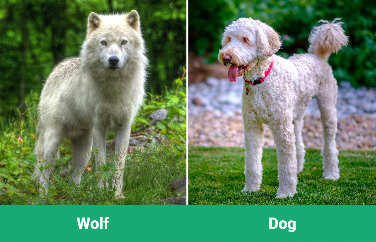 Wolf vs Dog: Differences Explained (With Pictures) – Dogster