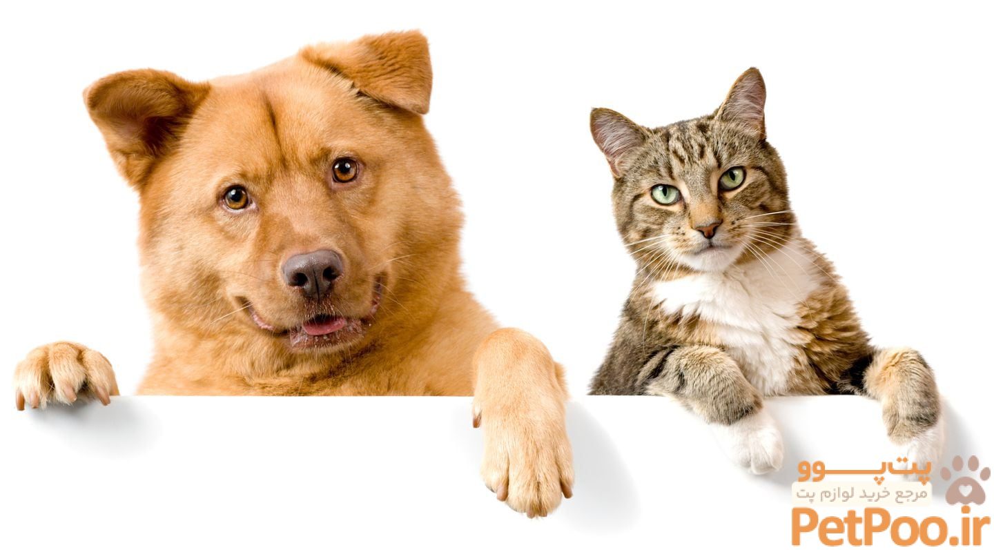 Which are better: dogs or cats? - The Boston Globe
