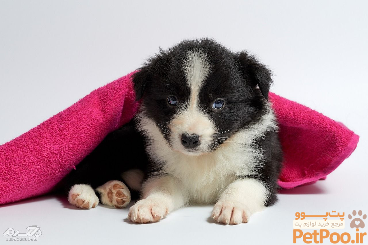 چگونه میتوان از توله سگ تازه متولد شده نگهداری کرد؟