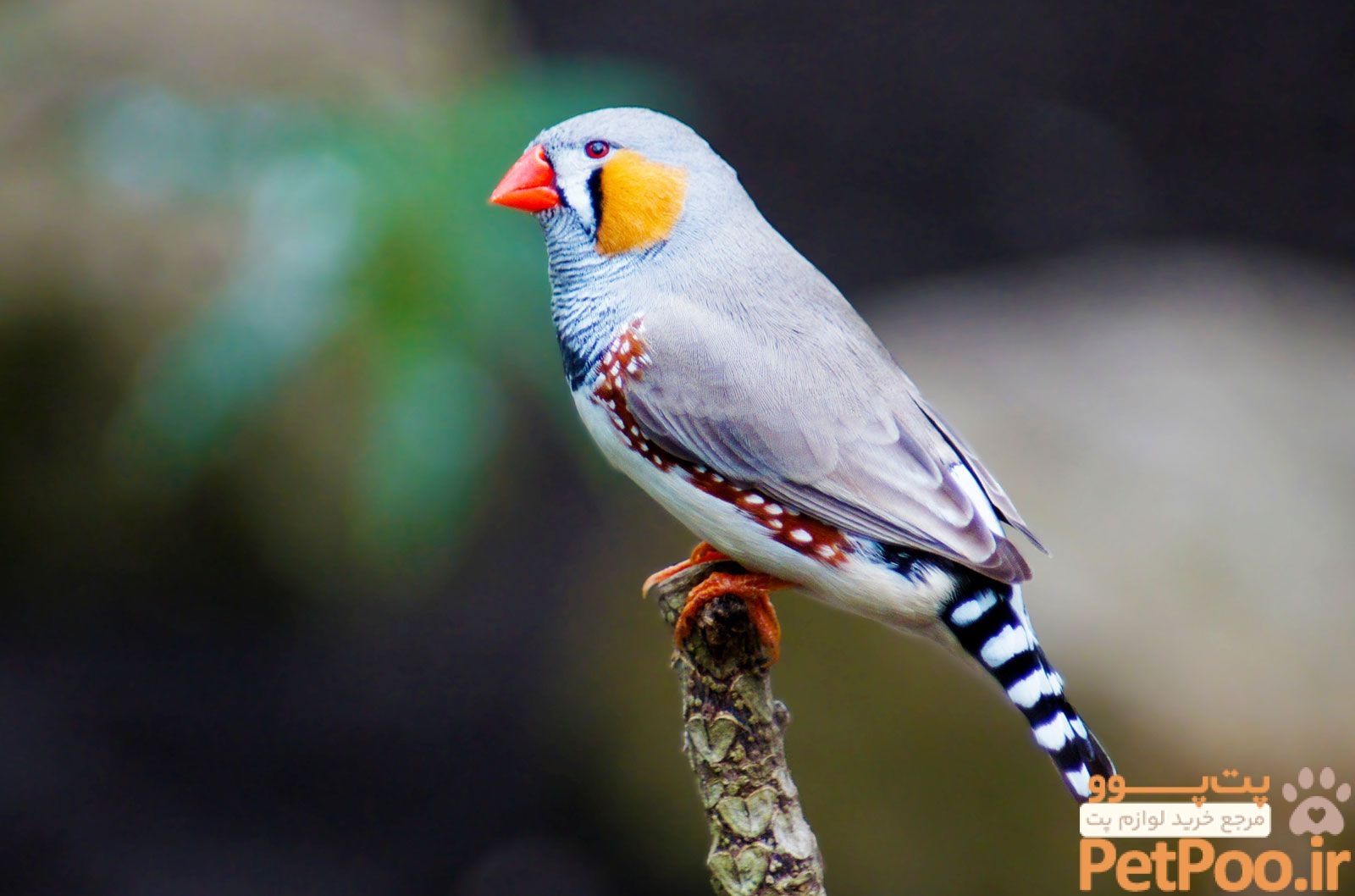 پرورش کدام پرنده سود بیشتری دارد؟ 4 Finch | Characteristics, Species, & Facts | Britannica