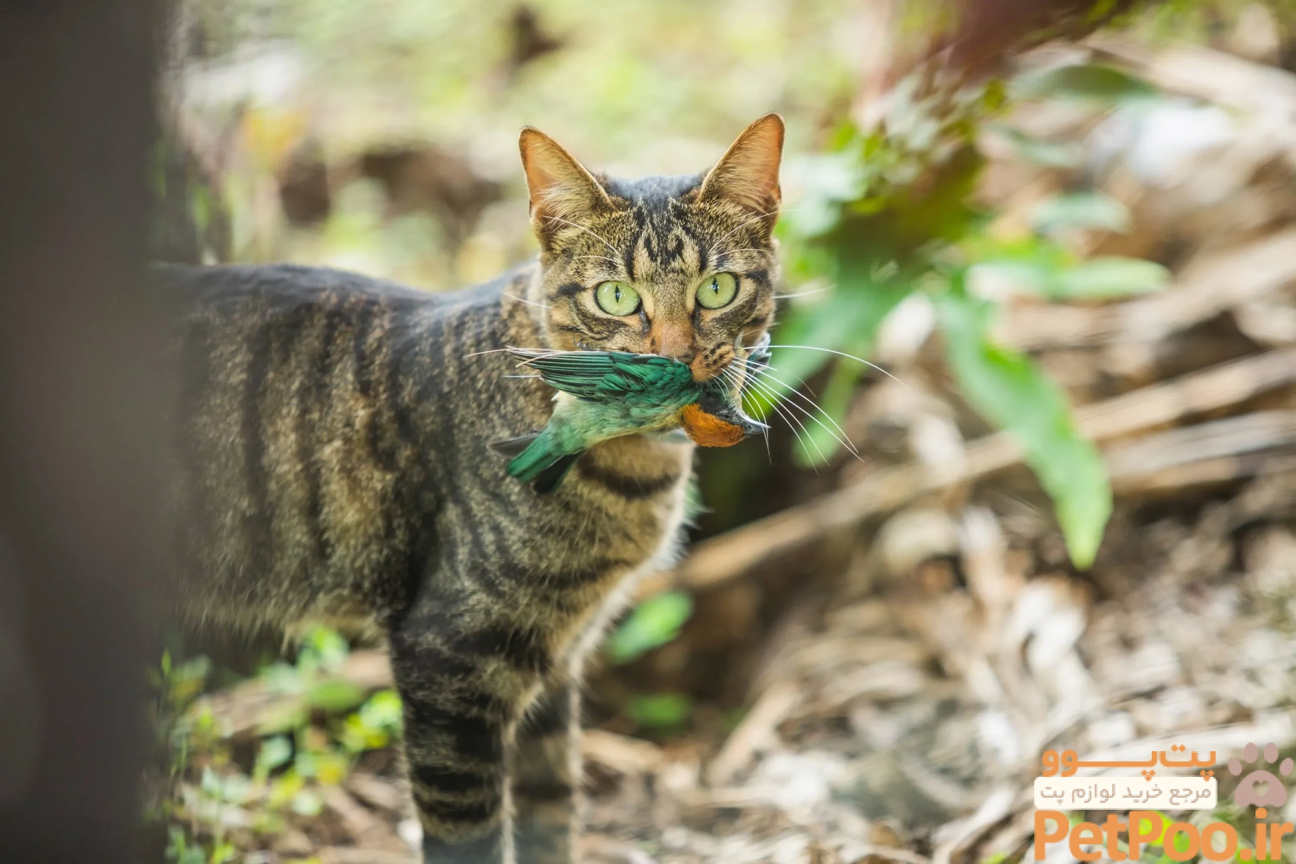 a common house cat holds a dead bay headed tanager in its mouth o scaled