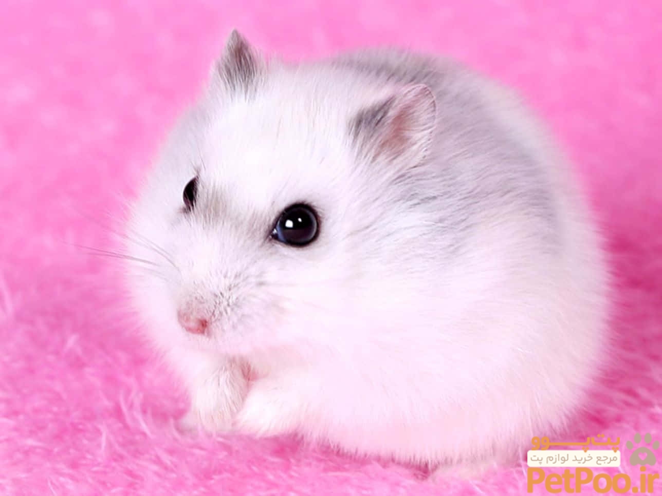Download free A Cute And Fluffy Hamster Looking Around. Wallpaper - MrWallpaper.com