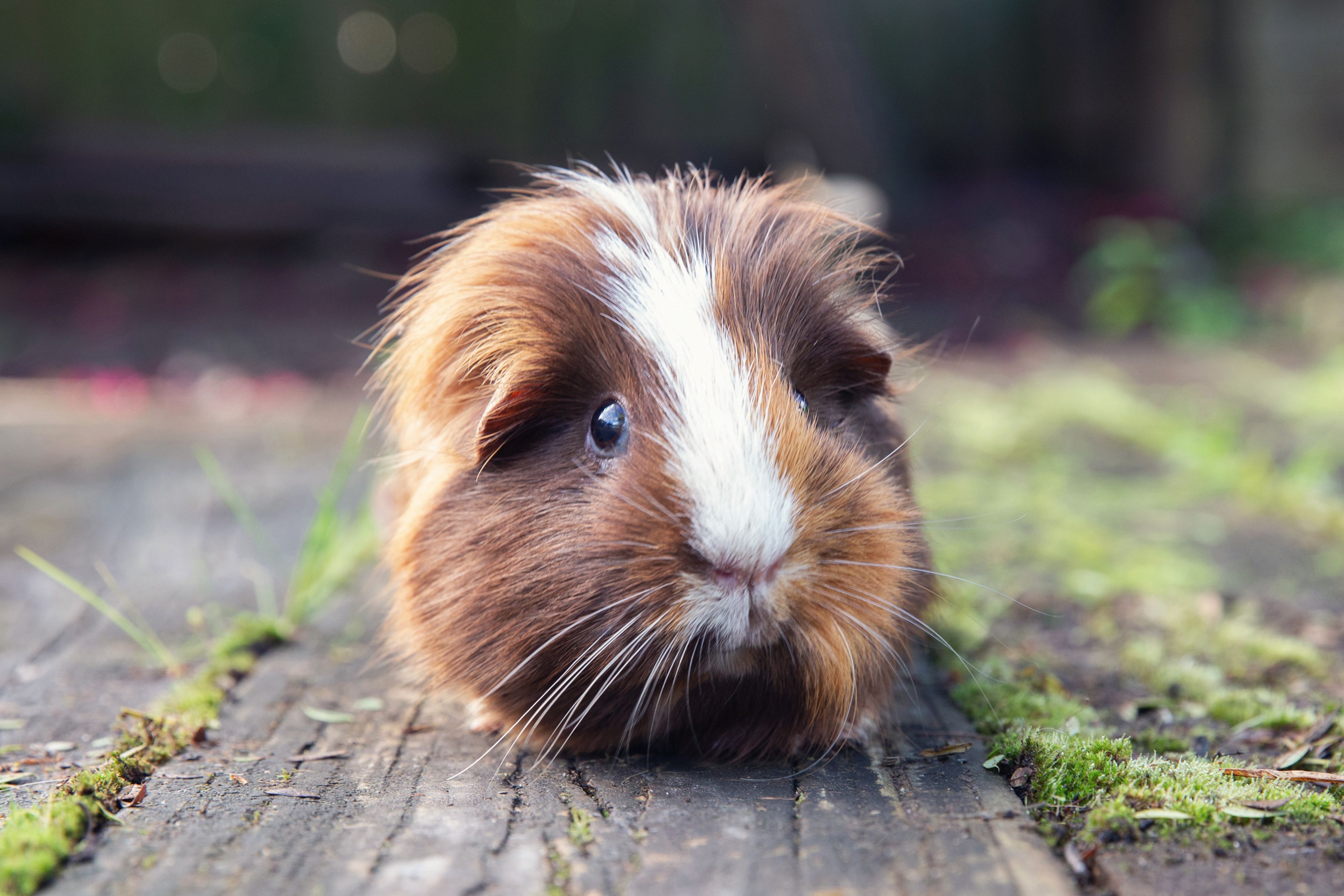 راهنمای قدم به قدم خرید خوکچه هندی (Guinea Pig) 1 13 Things to Know Before Getting a Guinea Pig