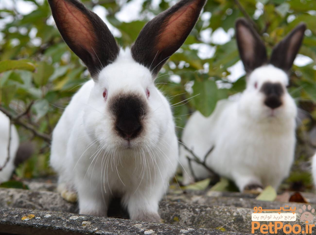 معرفی خرگوش نژاد کالیفرنیایی | پتمال