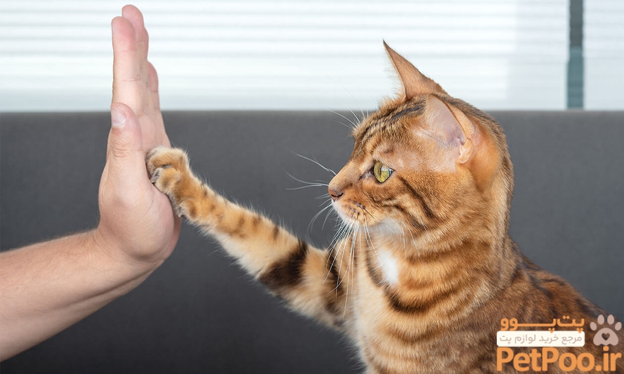 باهوش ترین حیوانات خانگی کدامند؟ 3 The Most Trainable Cat Breeds | Zoetis Petcare