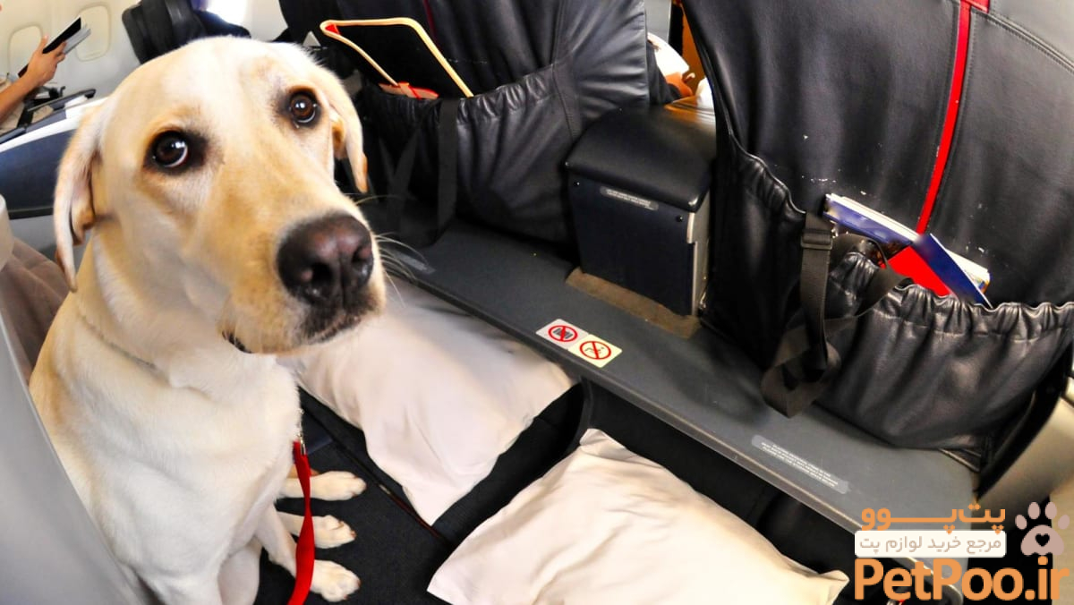 CNA Explains: When are dogs allowed on flights and what can I do if I'm seated next to one? - CNA