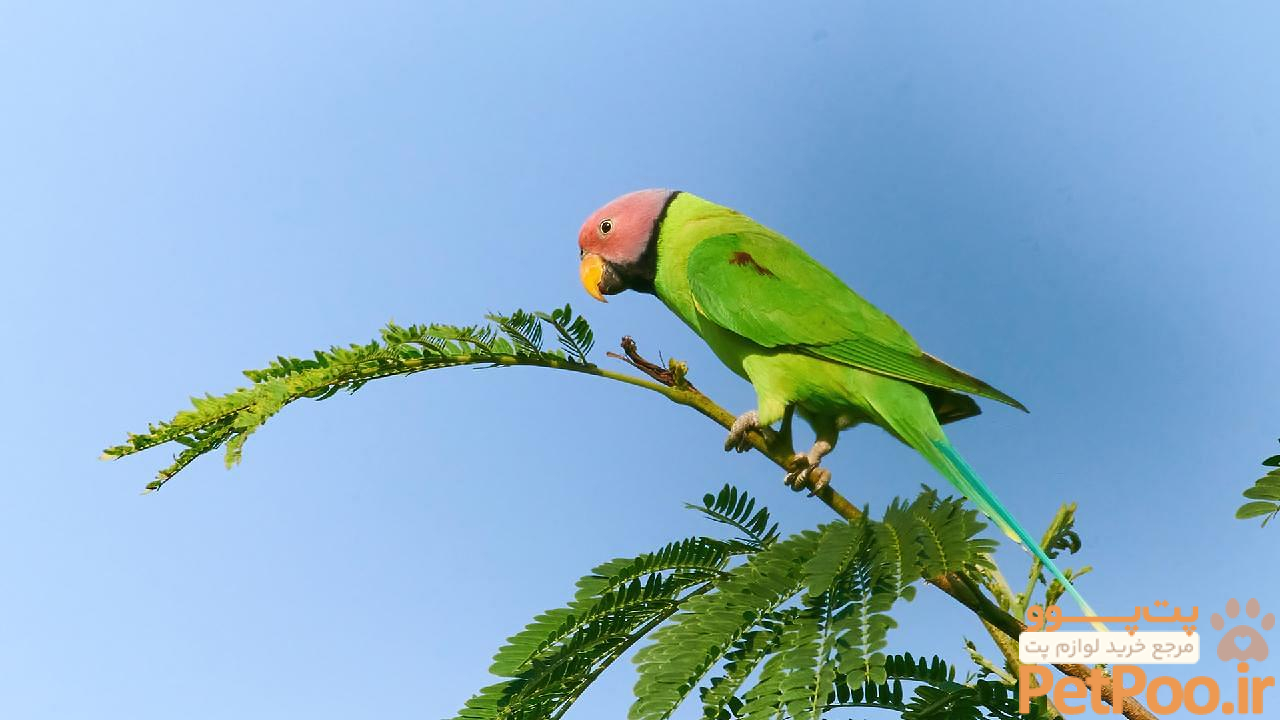 Parrot: Scientific Name, Behavior & Appearance