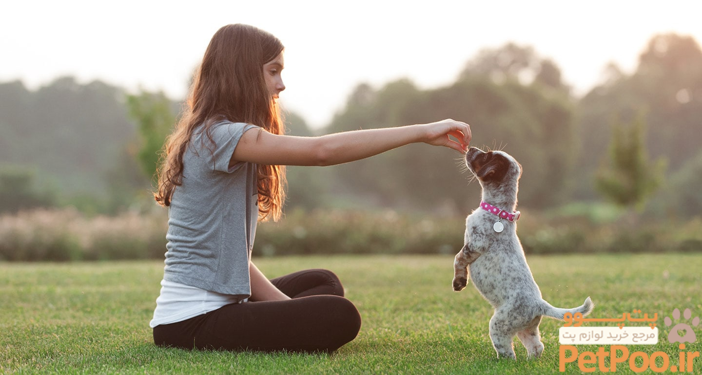 5 روش برای جلوگیری از گم شدن حیوانات خانگی 5 Puppy Training 101: Your Guide to Training Your Puppy | BeChewy