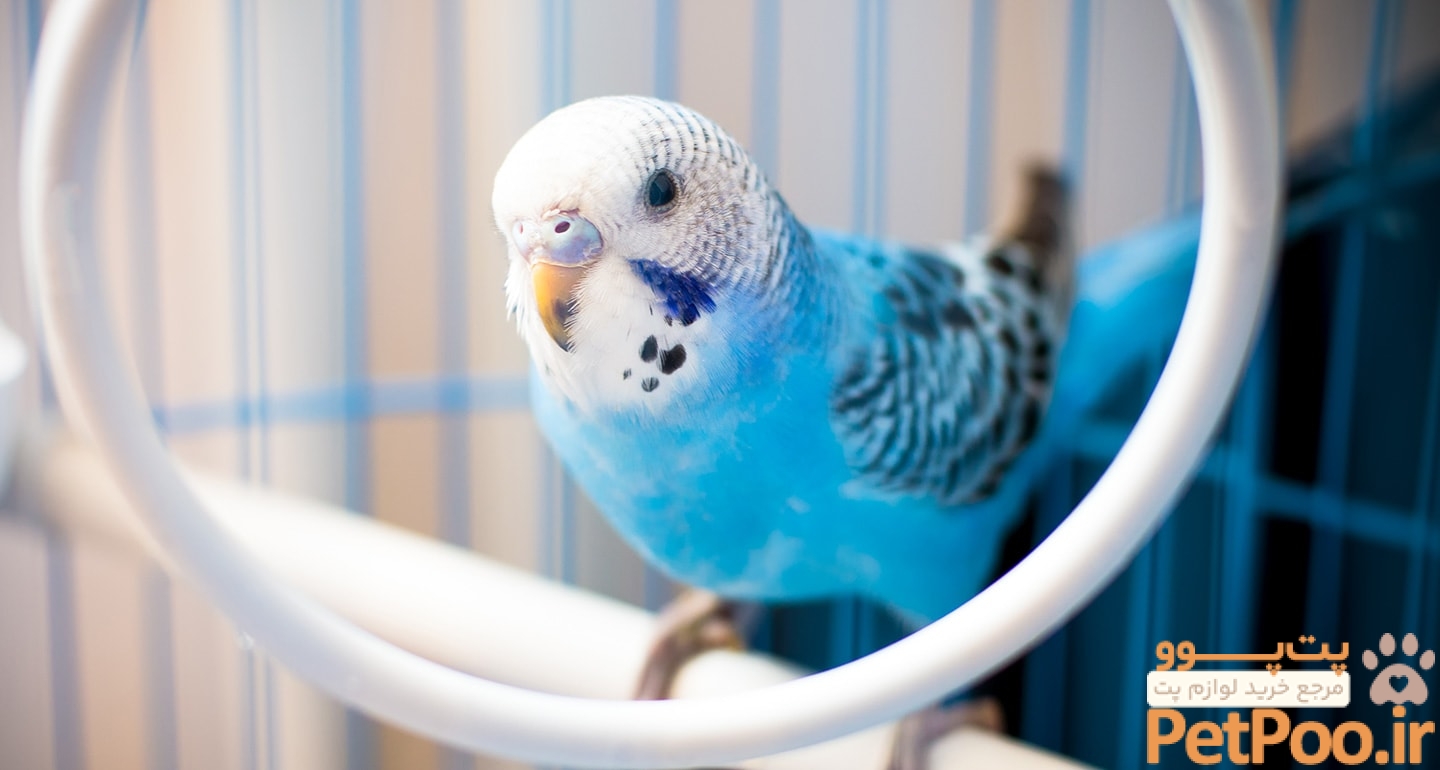 The 13 Best Pet Birds: Parakeets, Cockatiels and More | BeChewy