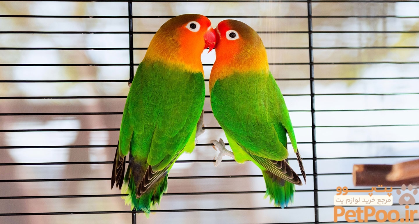 The 13 Best Pet Birds: Parakeets, Cockatiels and More | BeChewy