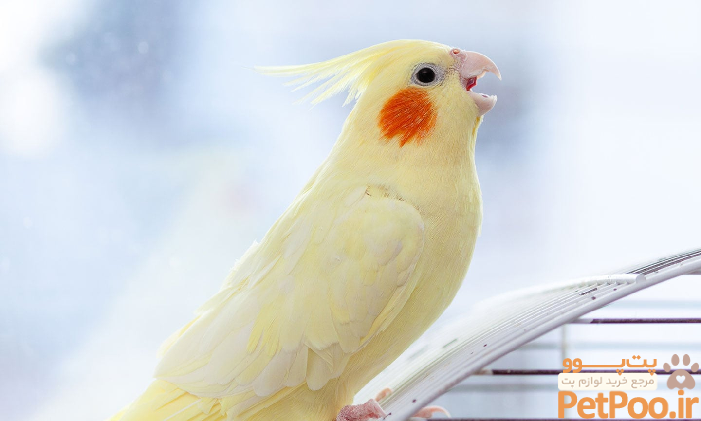 Bird Body Language 101 | BeChewy