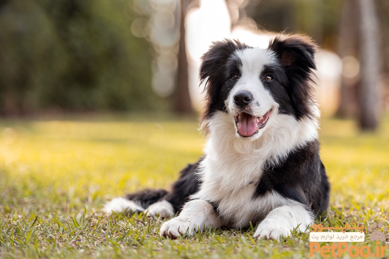 باهوش ترین حیوانات خانگی کدامند؟ 2 19 Healthiest Dog Breeds With the Least Health Issues | PetMD