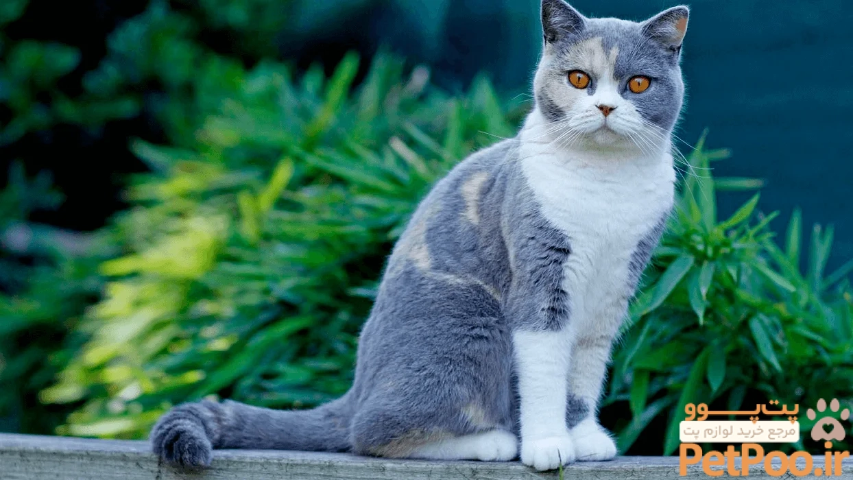 بهترین نژاد گربه برای نگهداری در خانه چیست؟ 1 bp lot 2 british shorthair color activity