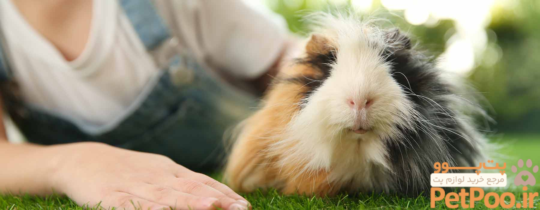 راهنمای قدم به قدم خرید خوکچه هندی (Guinea Pig) 4 Getting Guinea Pigs – Guinea Piggles