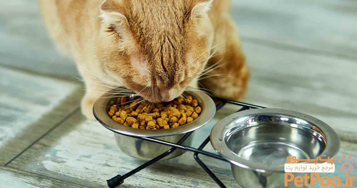 چگونه گربه را به غذای خشک عادت دهیم؟ 3 c114