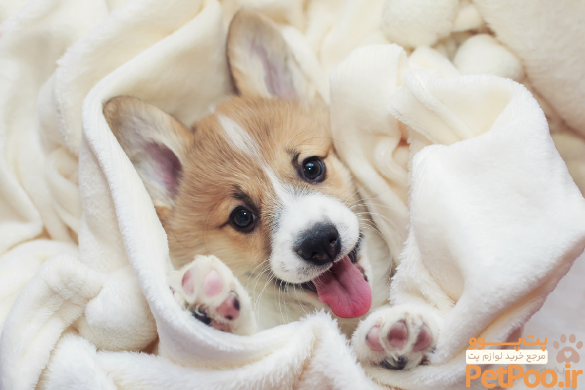 26 Calm Dog Breeds That Like to Chill - Parade Pets