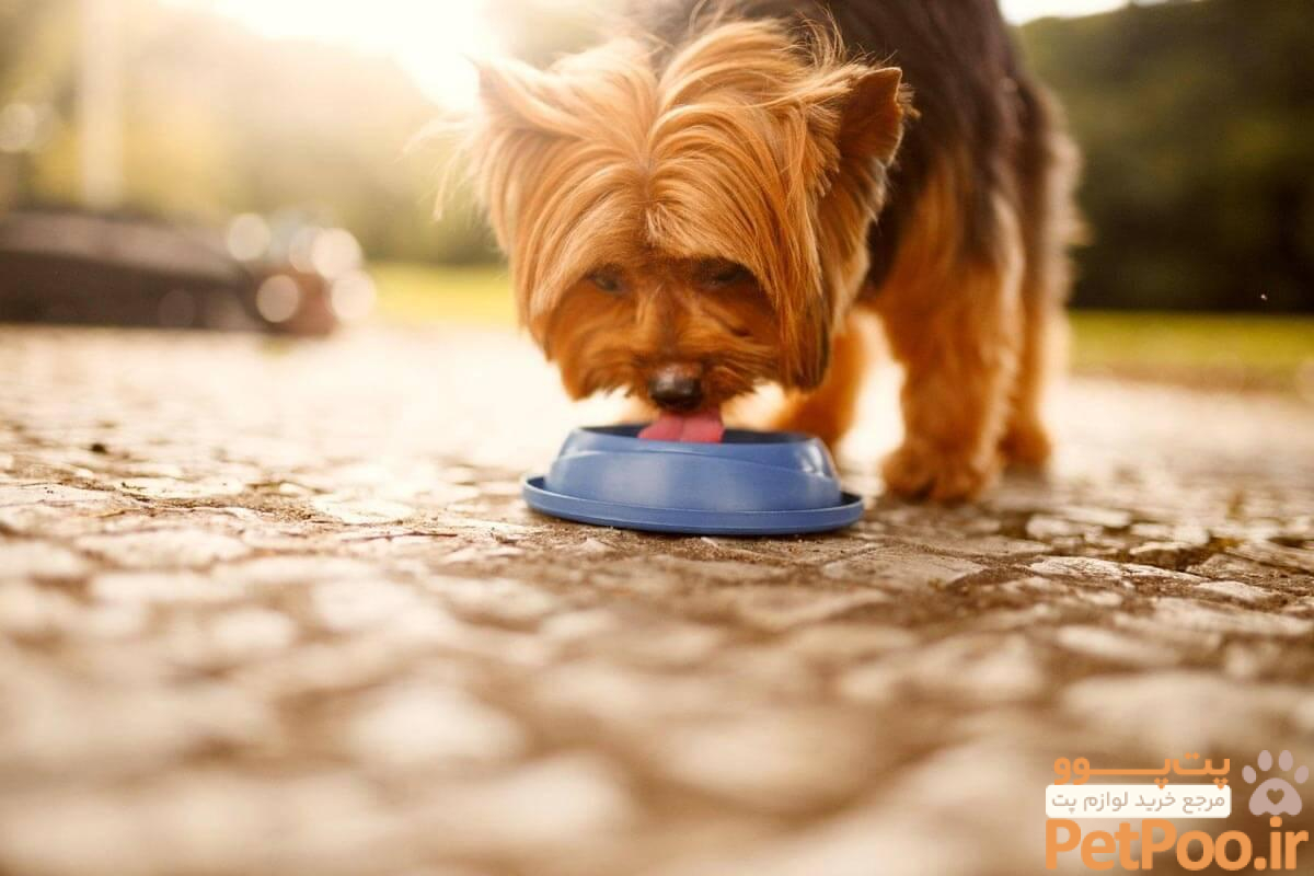 Can a dog drink something other than water? | James Wellbeloved – James Wellbeloved UK