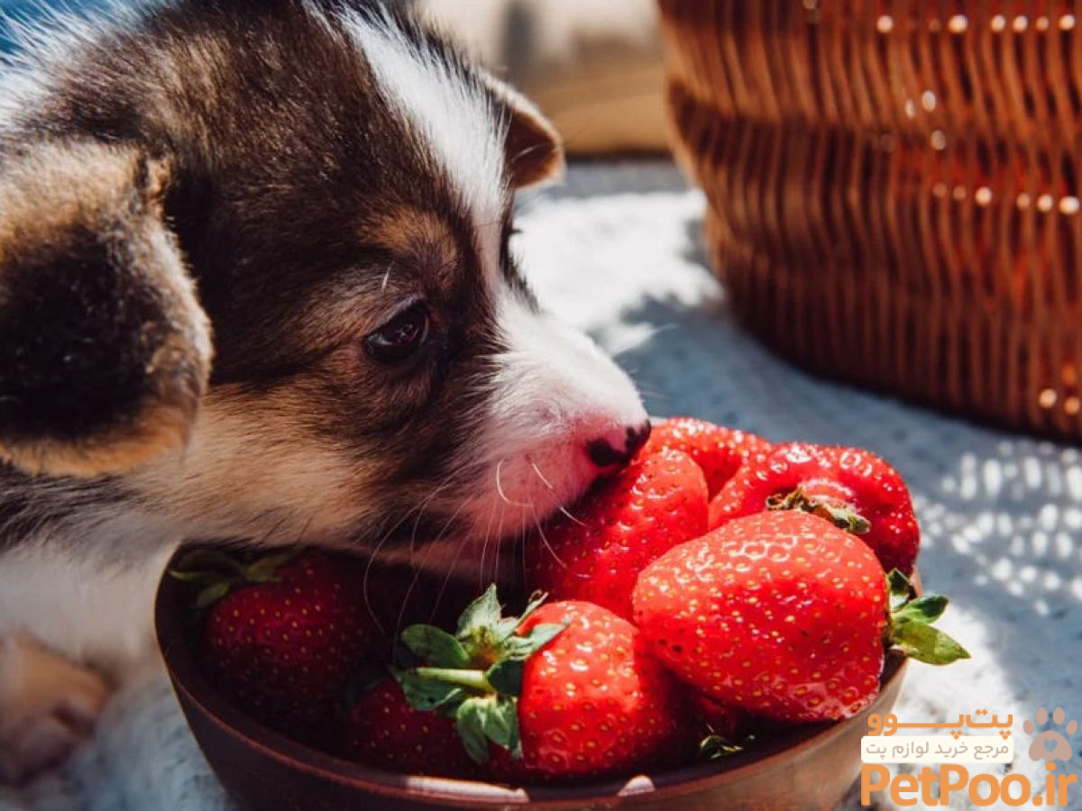 آیا سگ می تواند توت فرنگی بخورد؟ 1 Can Dogs Eat Strawberries?