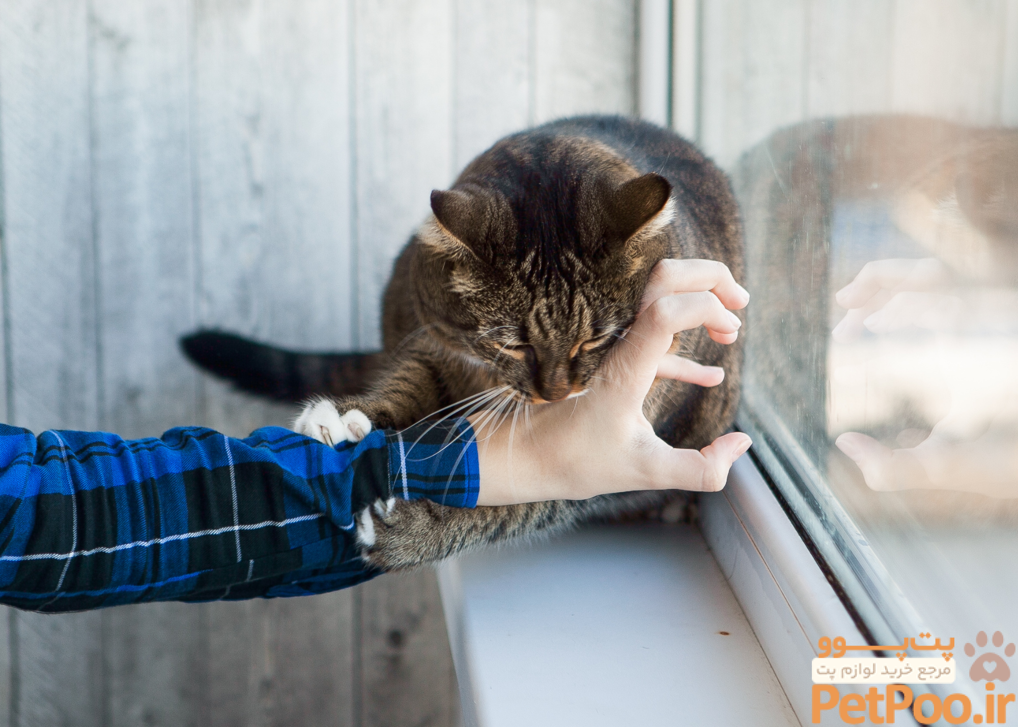 چگونه به گربه آموزش دهیم که گاز نگیرد؟ 1 cat biting hand 2