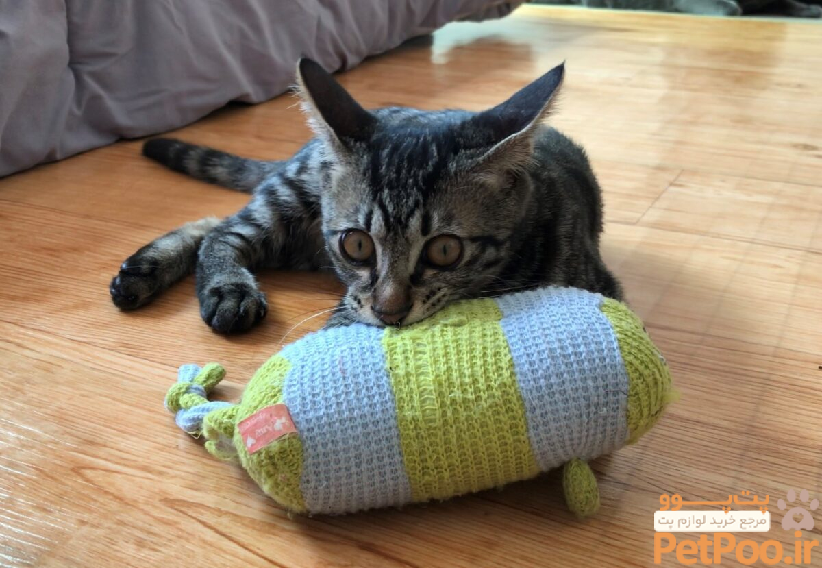 راهنمای درمان اسهال گربه در 10 قدم ساده در منزل 1 cat biting toy scaled