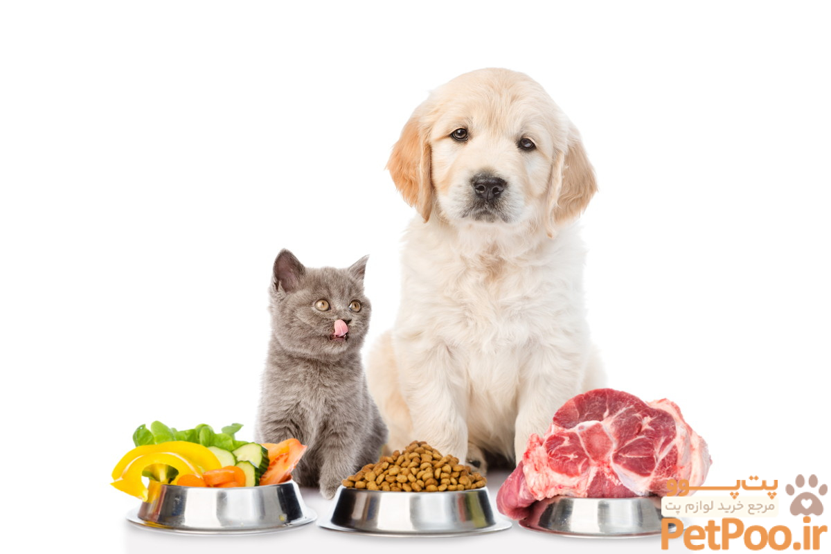 cat dog various food