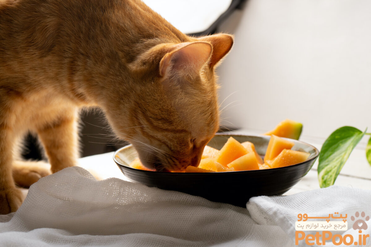 گربهها این 10 غذا را هرگز نباید بخورند. حواستان باشد! 1 cat eating canteloupe as 334006317 scaled 1