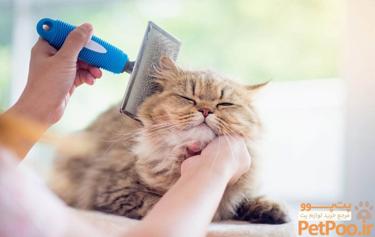 cat hair