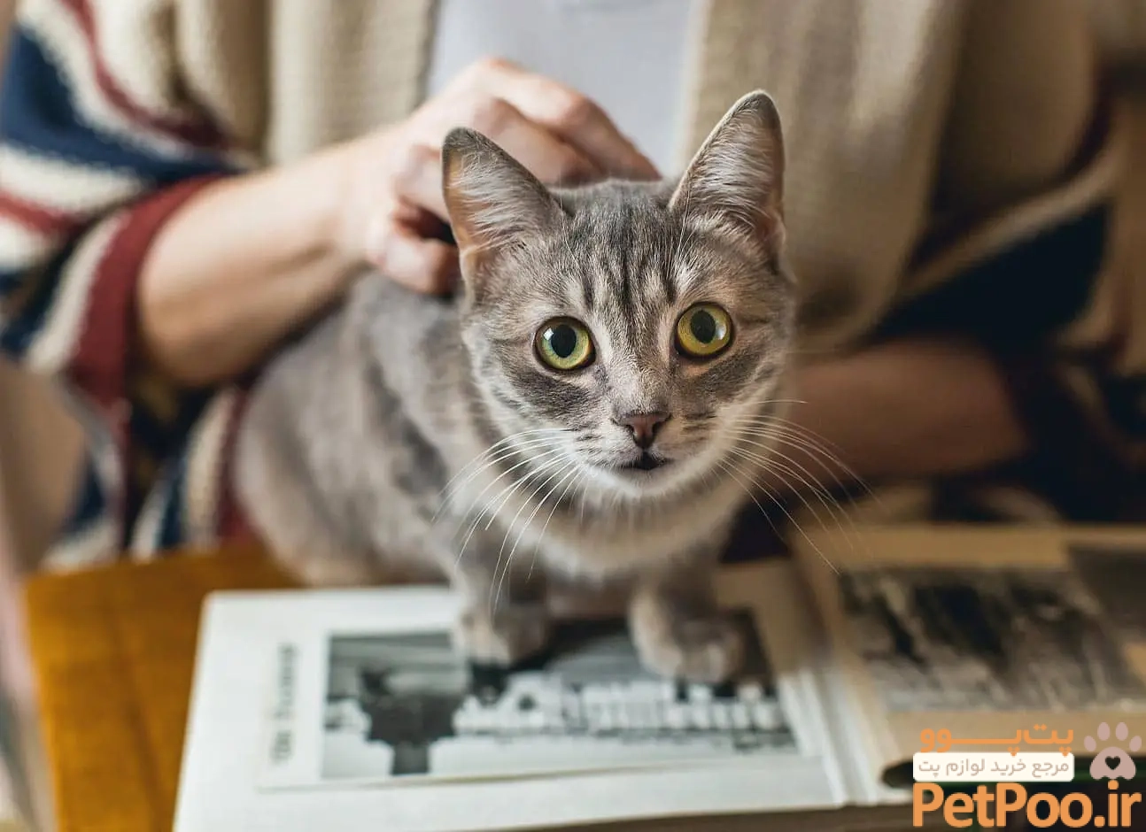 چگونه به گربه آموزش دهیم که دست بدهد؟ 3 cat memory1.jpg