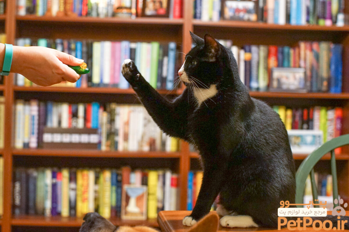 راهنمای گام به گام تربیت و آموزش گربه 1 cat training scaled