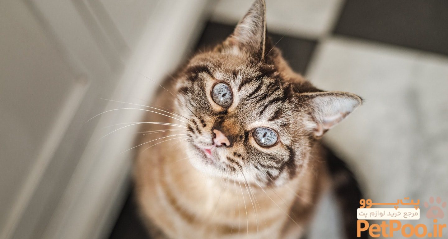 راهنمای خرید گربه: برای انتخاب یک دوست پشمالو 5 Bringing a New Cat Home: Everything You Need to Know | BeChewy