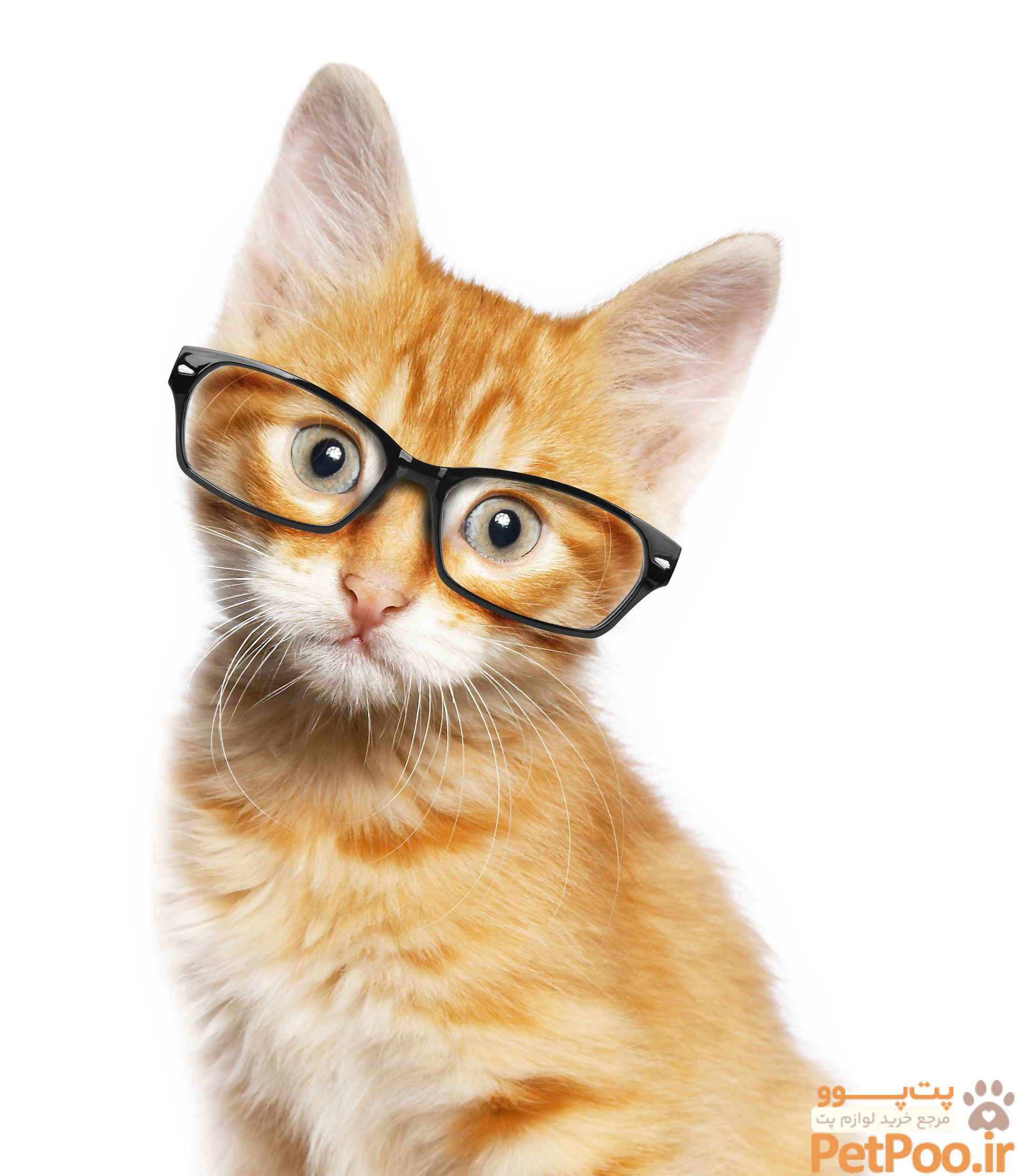 Cat & Dog Eye Problems: Causes and Treatment