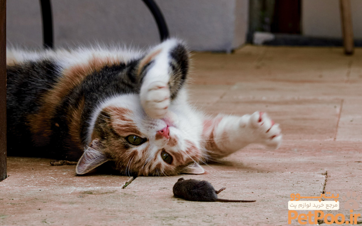 Do cats actually eat mice? Or do they just see them as a toy? | Culture Online - UCL – University College London