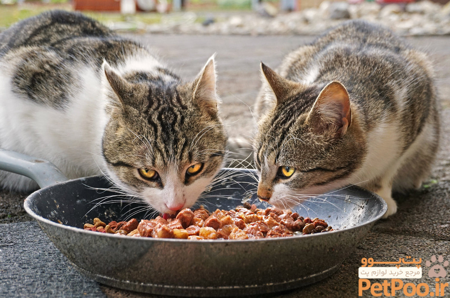 بهترین غذای خشک برای گربه بریتیش چیست؟ 4 cats ga02f2c363 1920