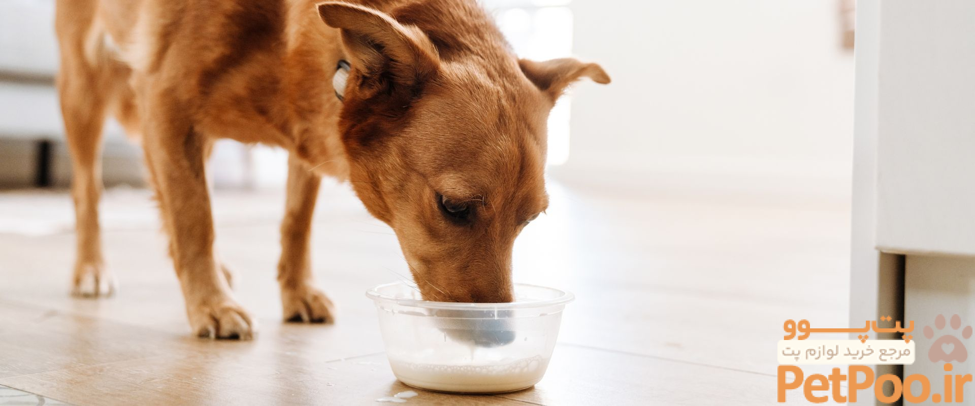 عوارض خوردن شیر و محصولات لبنی برای سگها چیست؟ 1 Can Dogs Drink Milk? | TrustedHousesitters.com