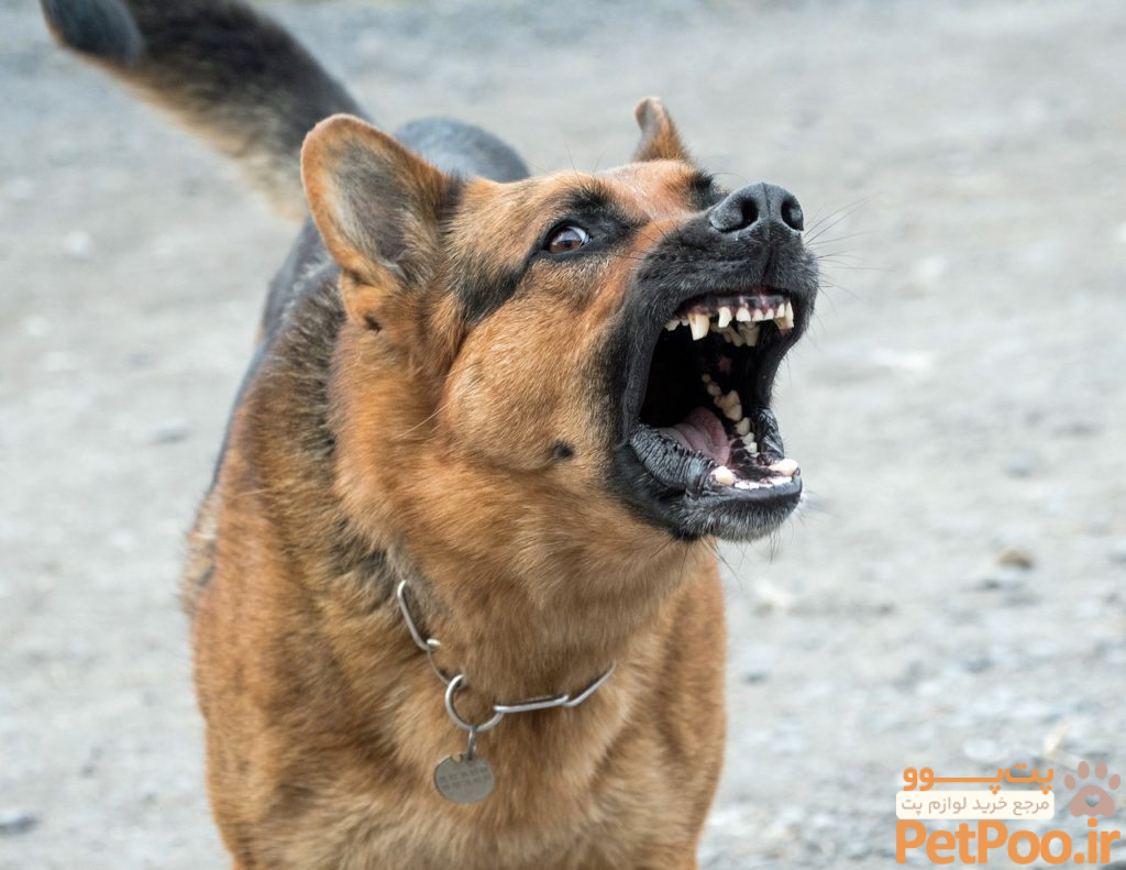 راهنمای آموزش پارس نکردن یا واق واق نکردن به سگ ها 5 How To Stop a Barking Dog