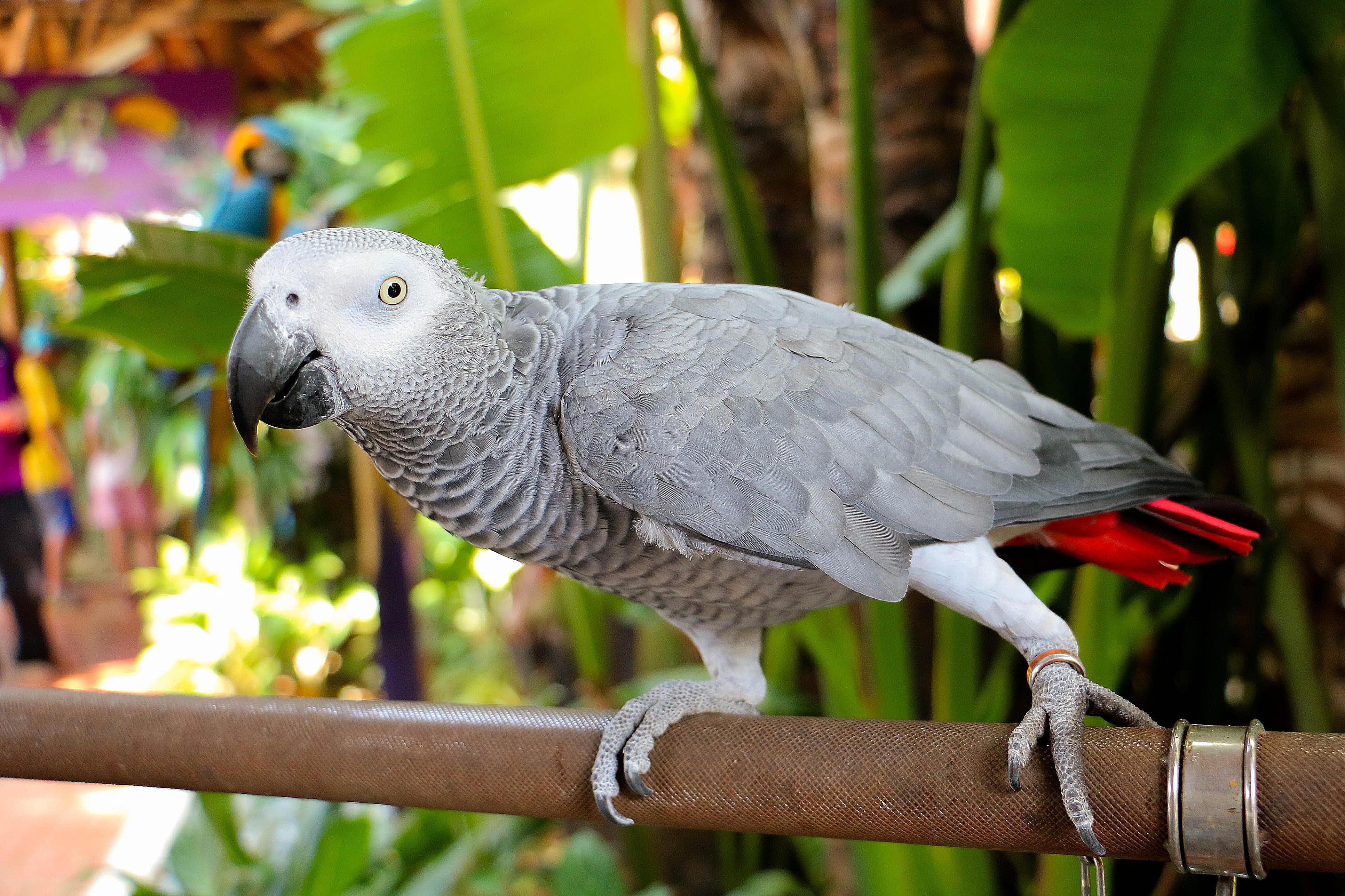 راهنمای خرید پرنده: یک دوست خوش صدا و ناز 1 8 Best Talking Birds to Keep as Pets