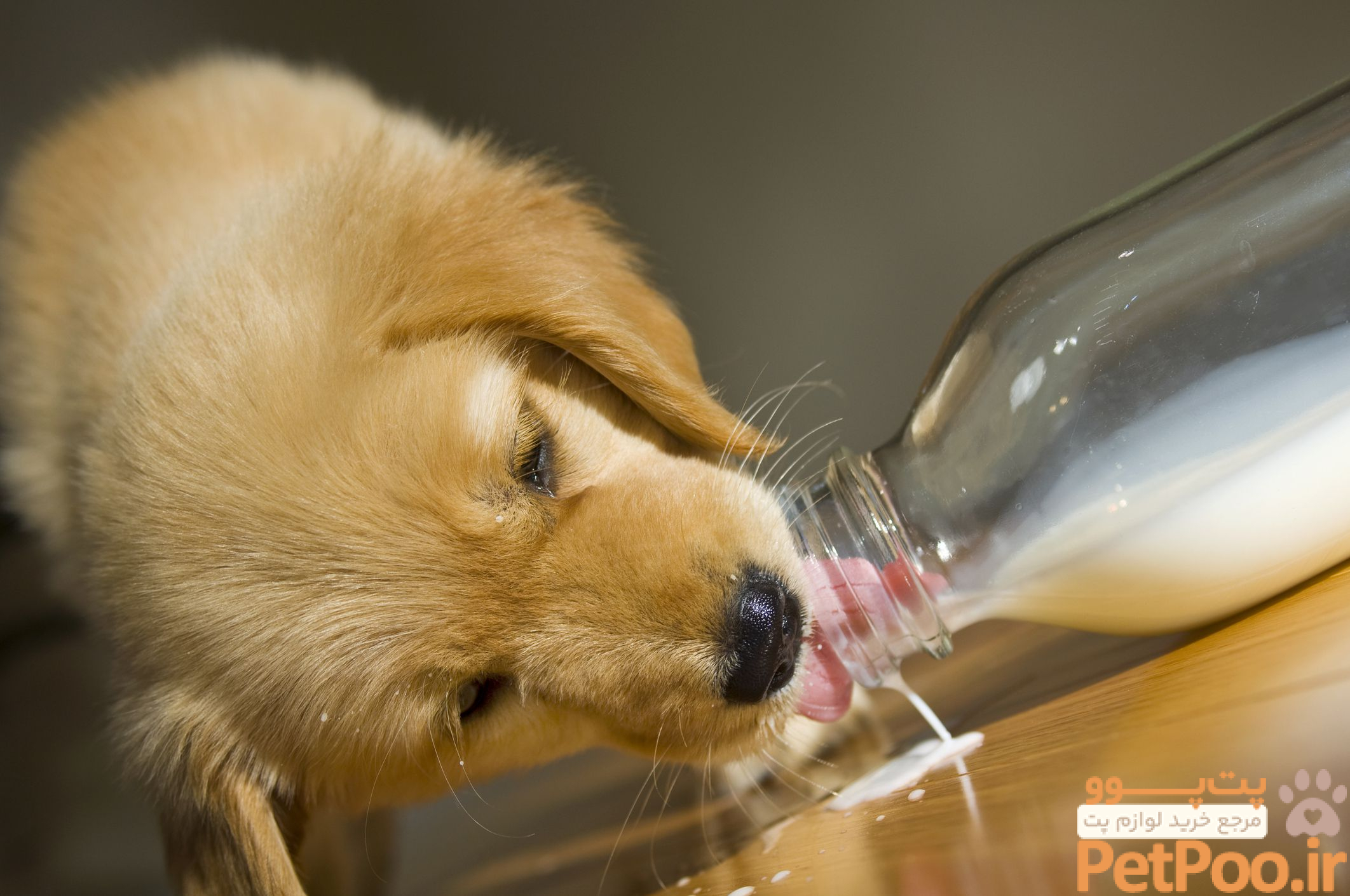 عوارض خوردن شیر و محصولات لبنی برای سگها چیست؟ 3 Can Dogs Have Milk?