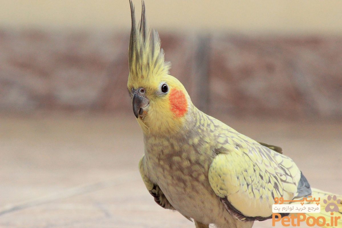 cockatiel scaled