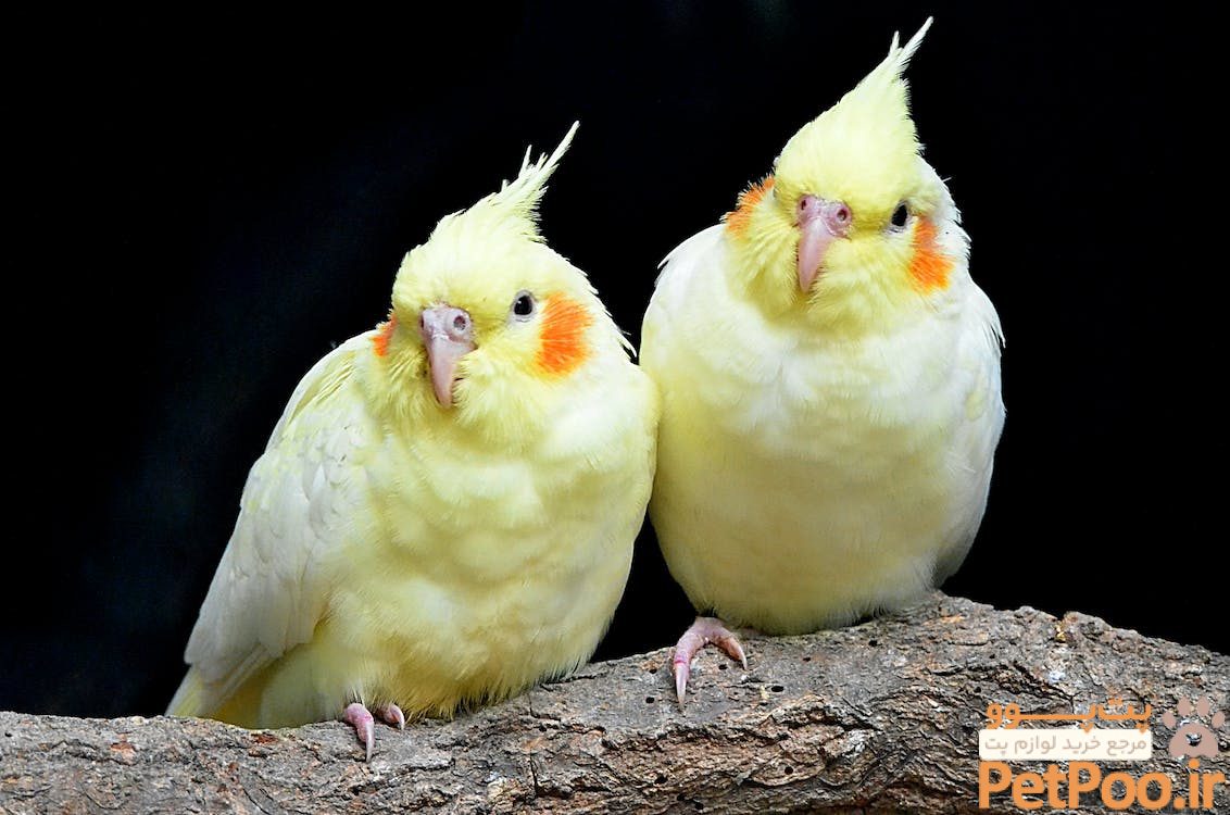 How do I socialise my new bird with other birds? – RSPCA Knowledgebase